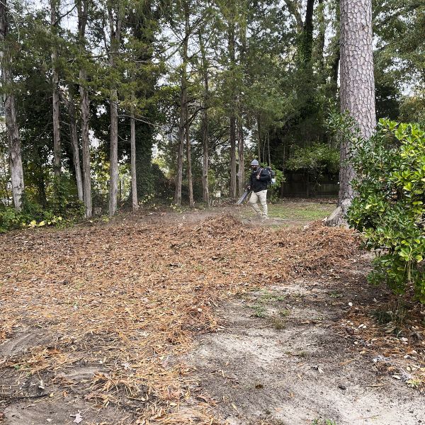 Wide Angle Shot Of A Professional Worker Doing Leaf Blowing Process At A Fall Cleanup Site After The Massive Leaf Disposal